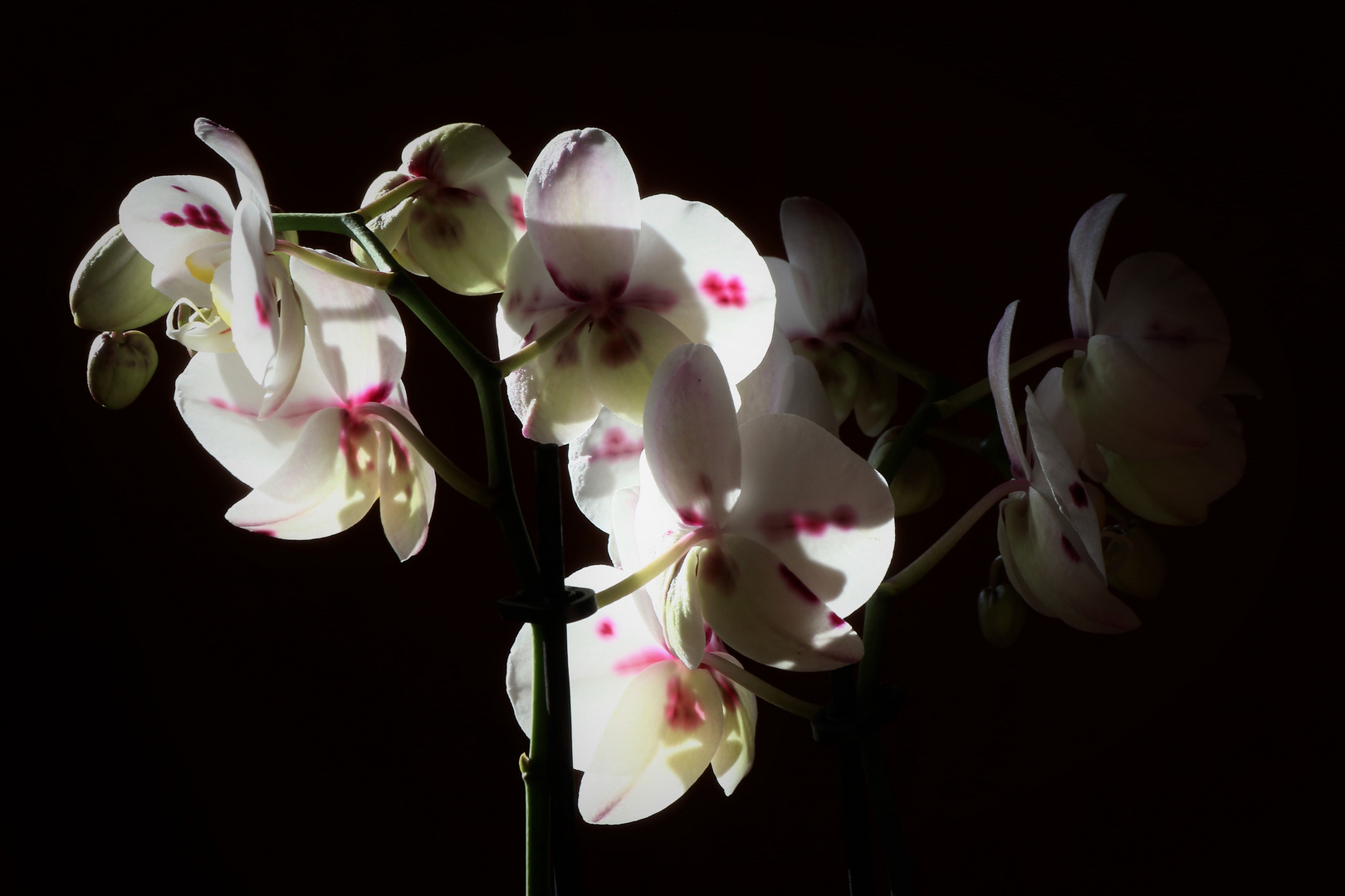 Orchidee 1