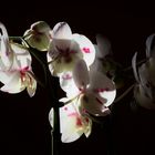 Orchidee 1