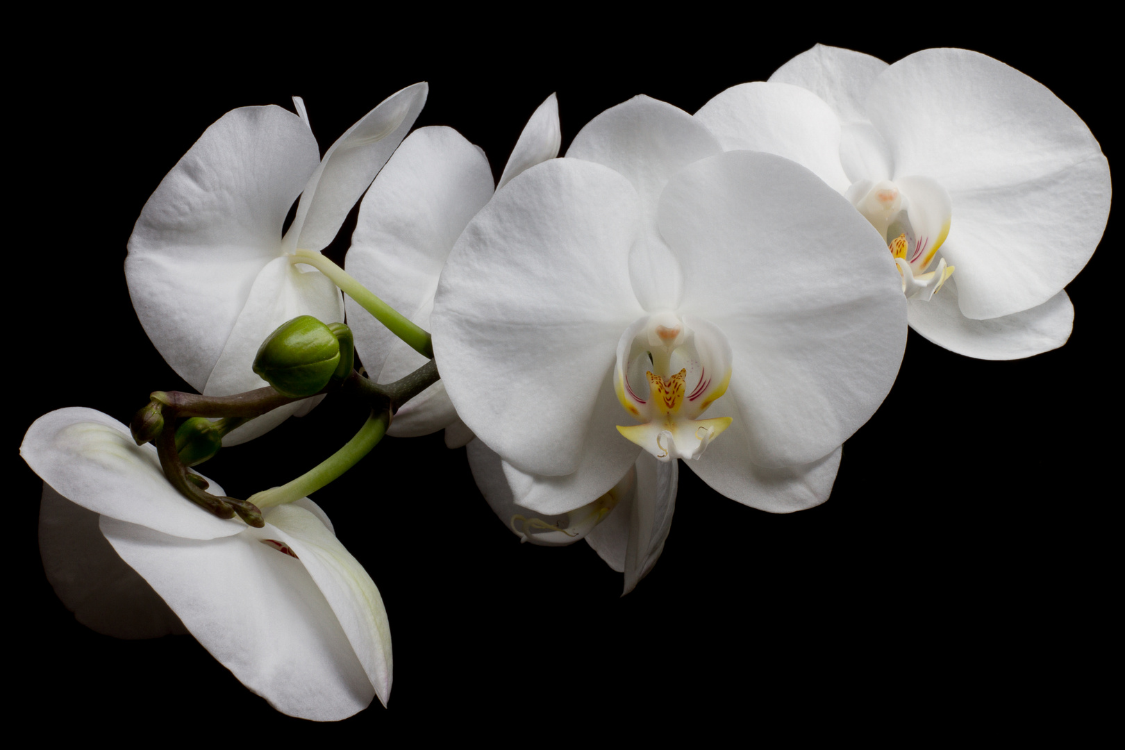 Orchidee 1