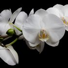 Orchidee 1