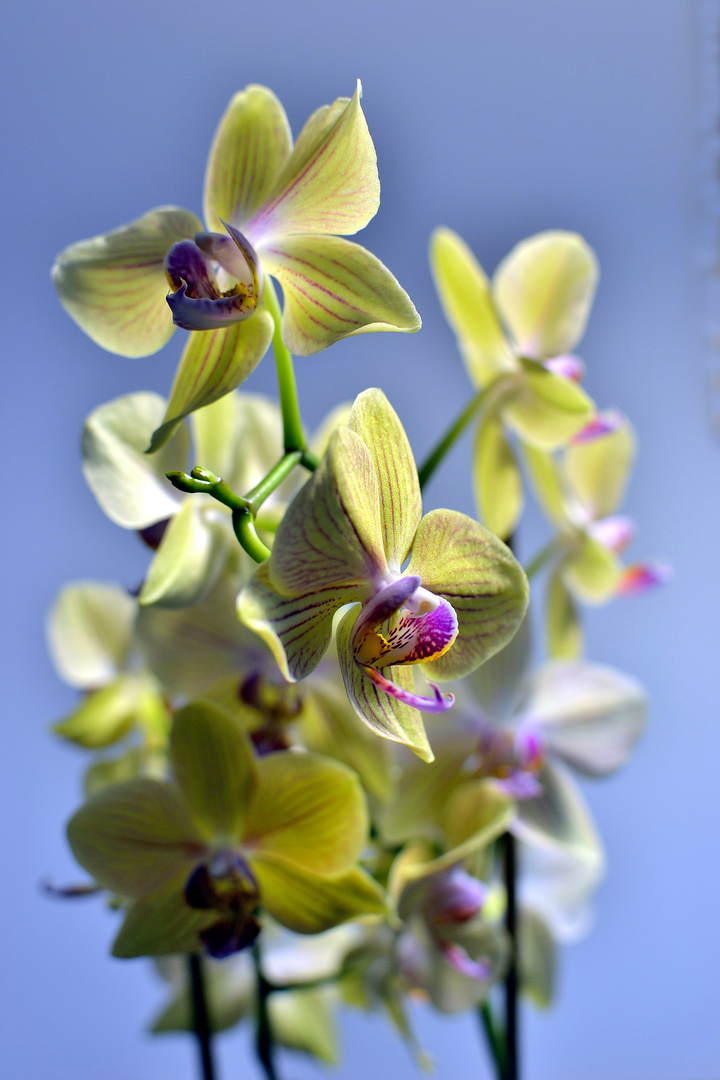 Orchidee 1