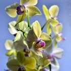 Orchidee 1