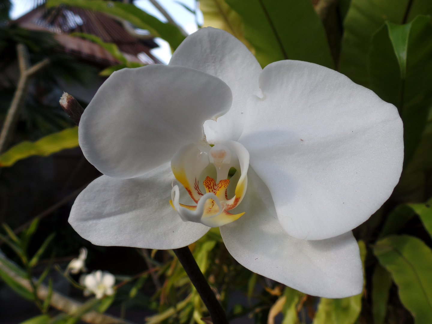 orchidée 1
