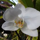 orchidée 1