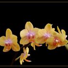 Orchidee 1