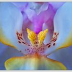 Orchidee-1