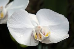 Orchidee #1