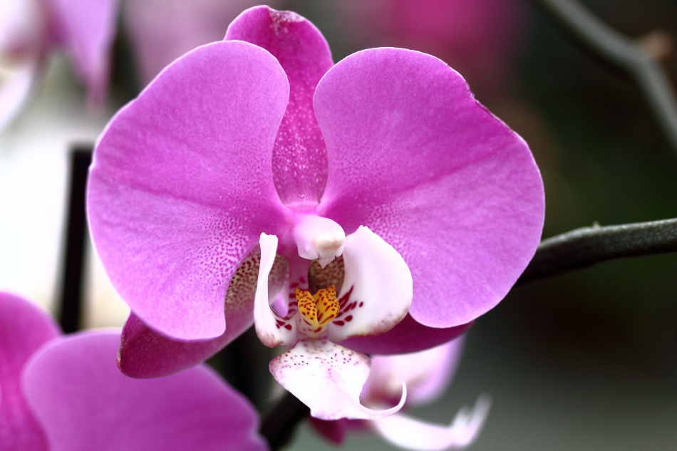 Orchidee 1