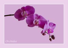 Orchidee 1