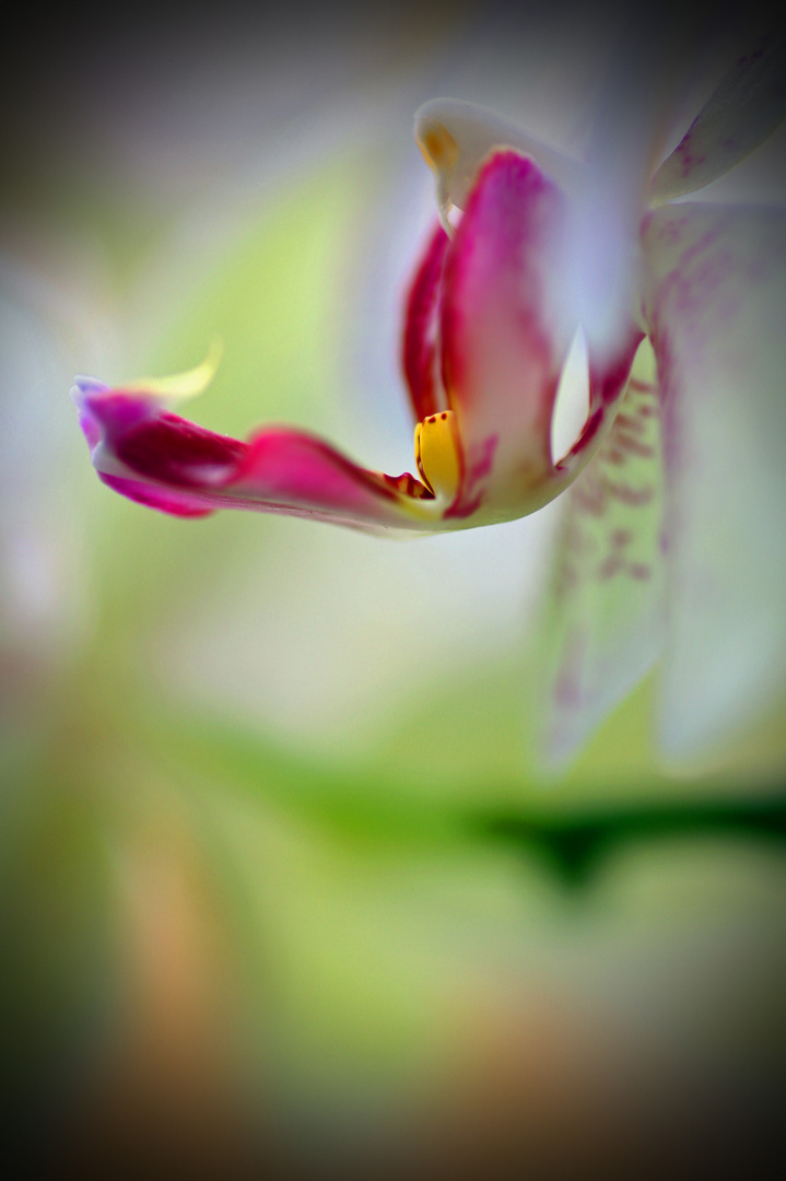 Orchidee 1