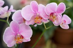 Orchidee 1