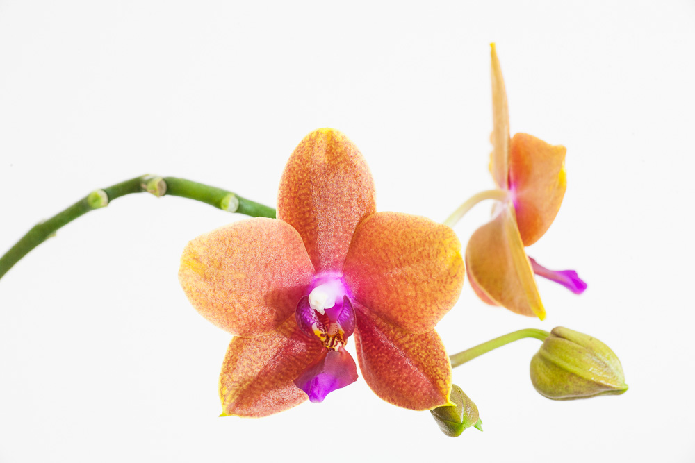 Orchidee 1