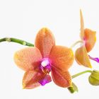 Orchidee 1