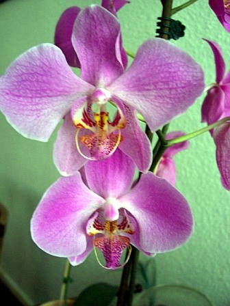 Orchidee 1