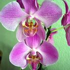 Orchidee 1