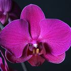 Orchidee 1