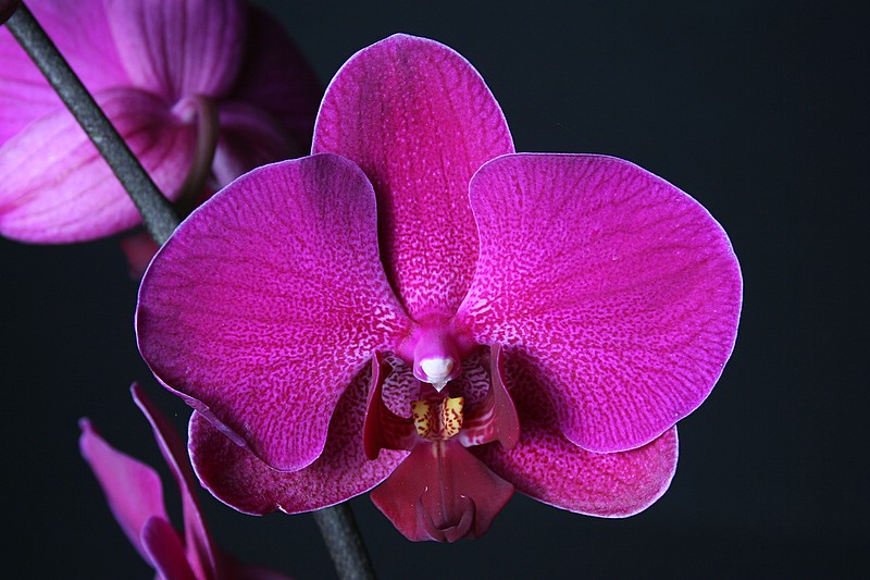 Orchidee 1