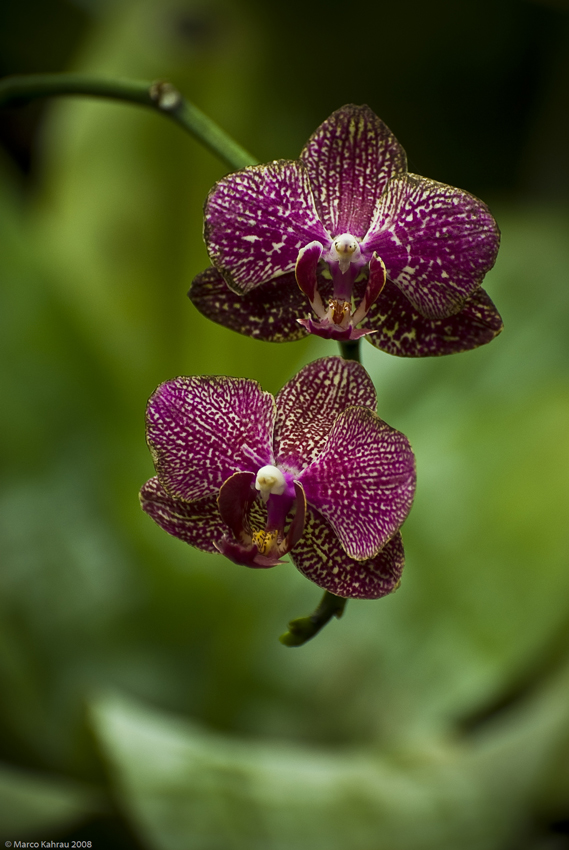 Orchidee 1