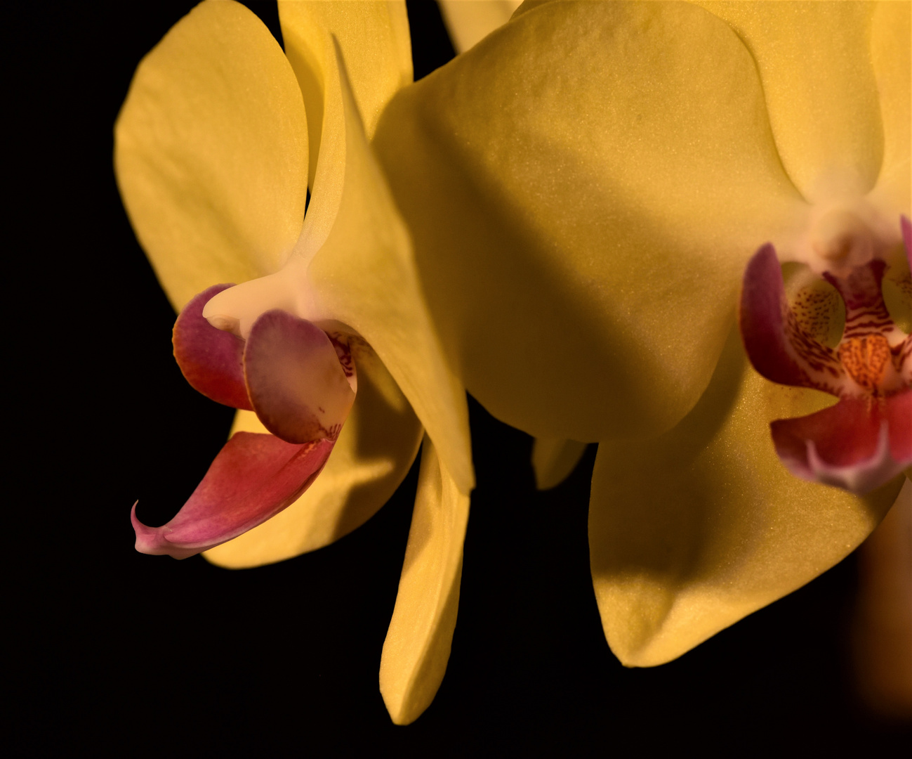 Orchidee-1