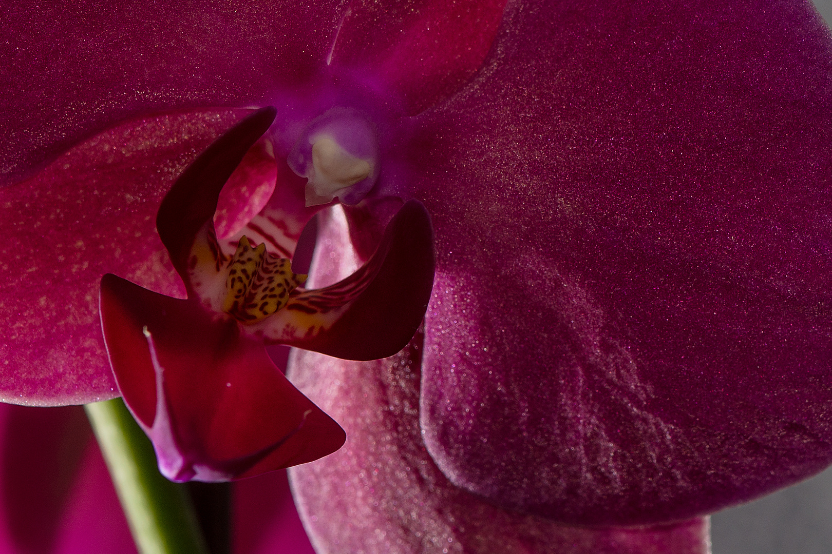 Orchidee 1