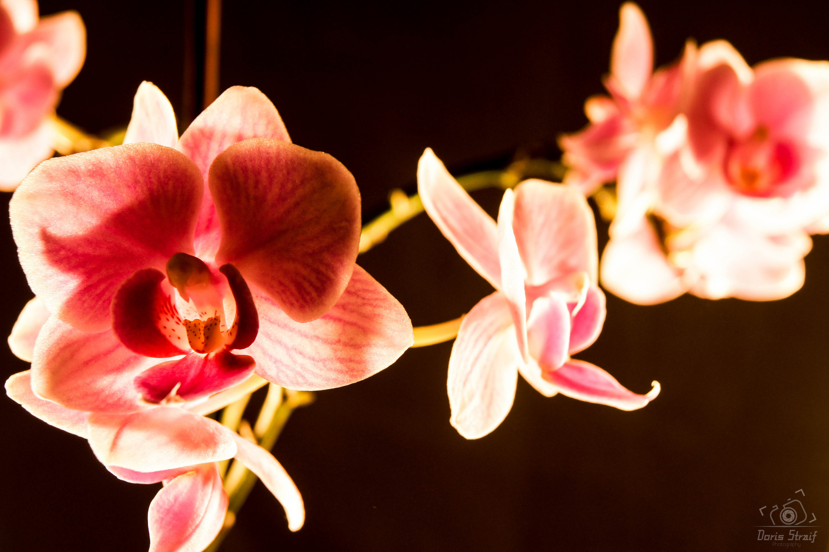 orchidee 1