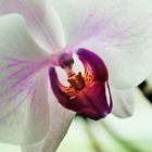 Orchidee 1