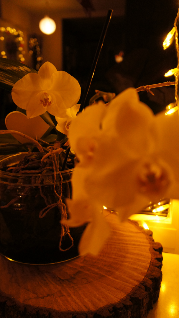 Orchidee 1