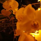 Orchidee 1