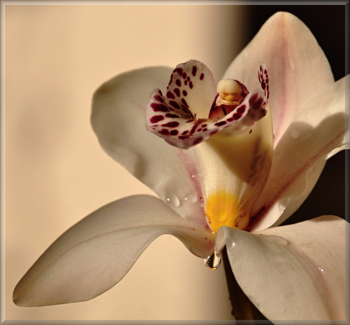 Orchidee 1