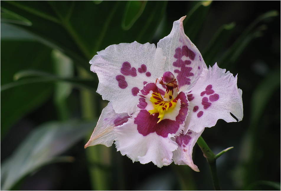 Orchidee 1