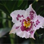 Orchidee 1