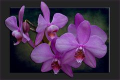 ORCHIDEE  1