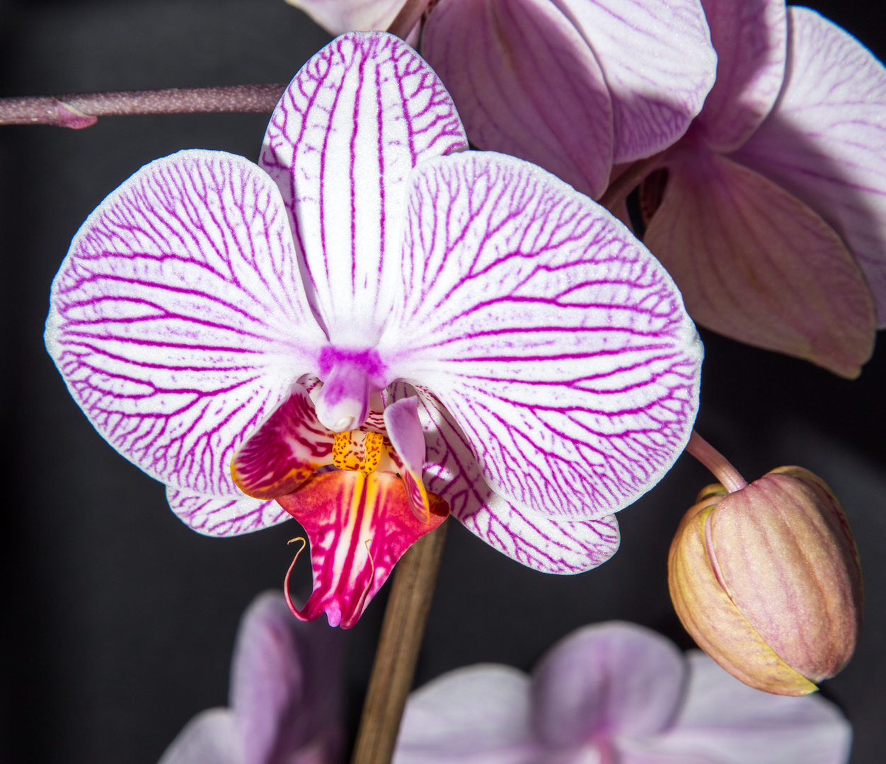 Orchidee-1