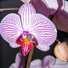 Orchidee-1