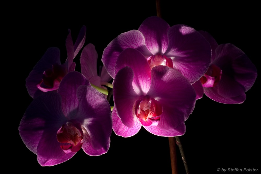 Orchidee 1