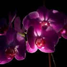 Orchidee 1