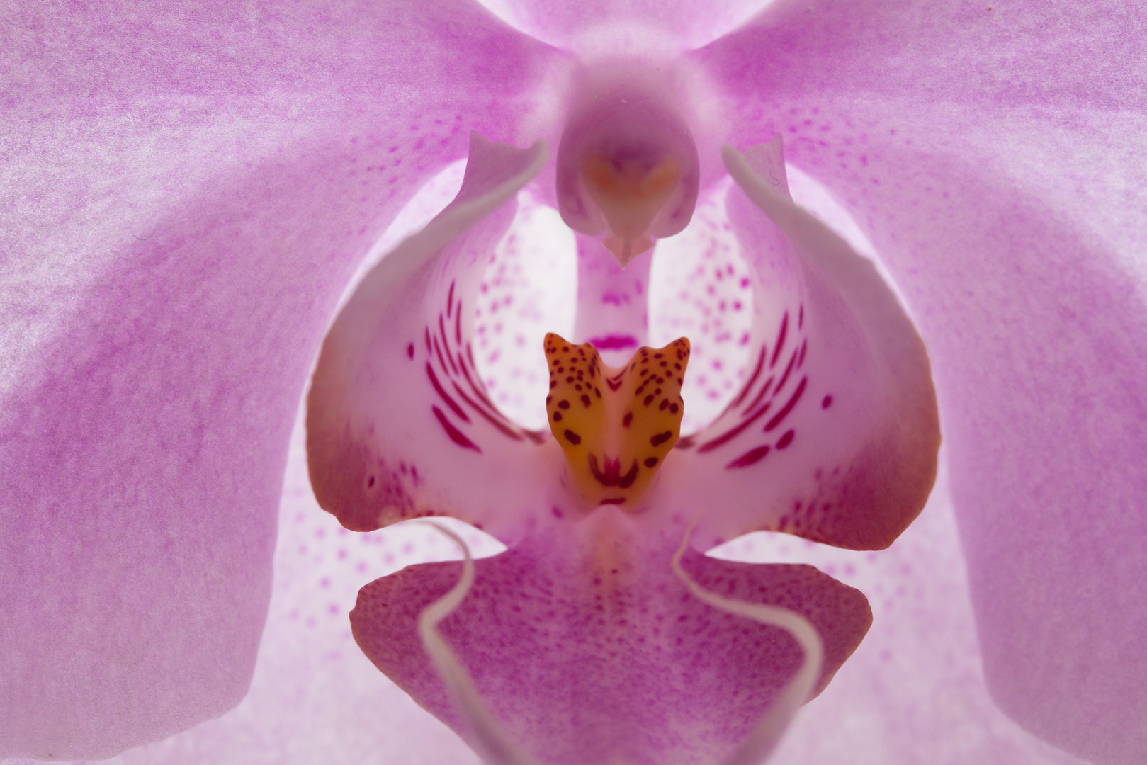 Orchidee 1