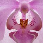 Orchidee 1