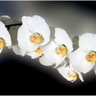 Orchidee 1