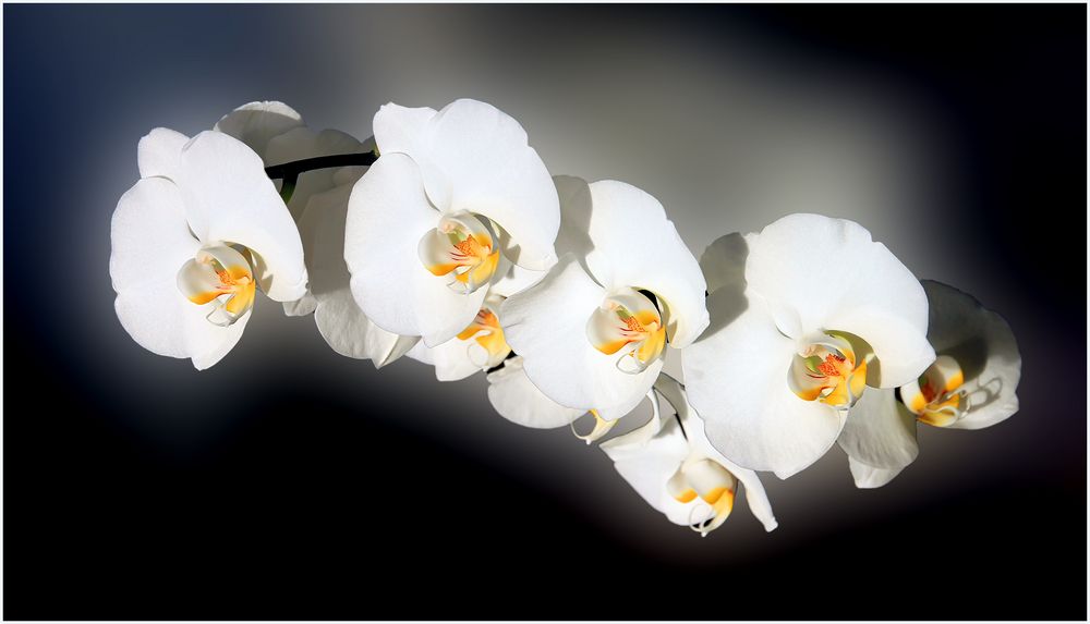 Orchidee 1