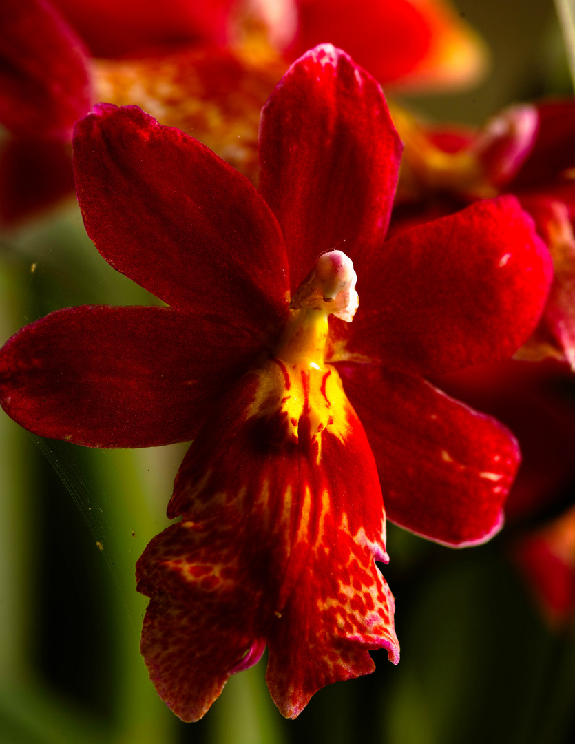 Orchidee 1