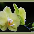 Orchidee 1