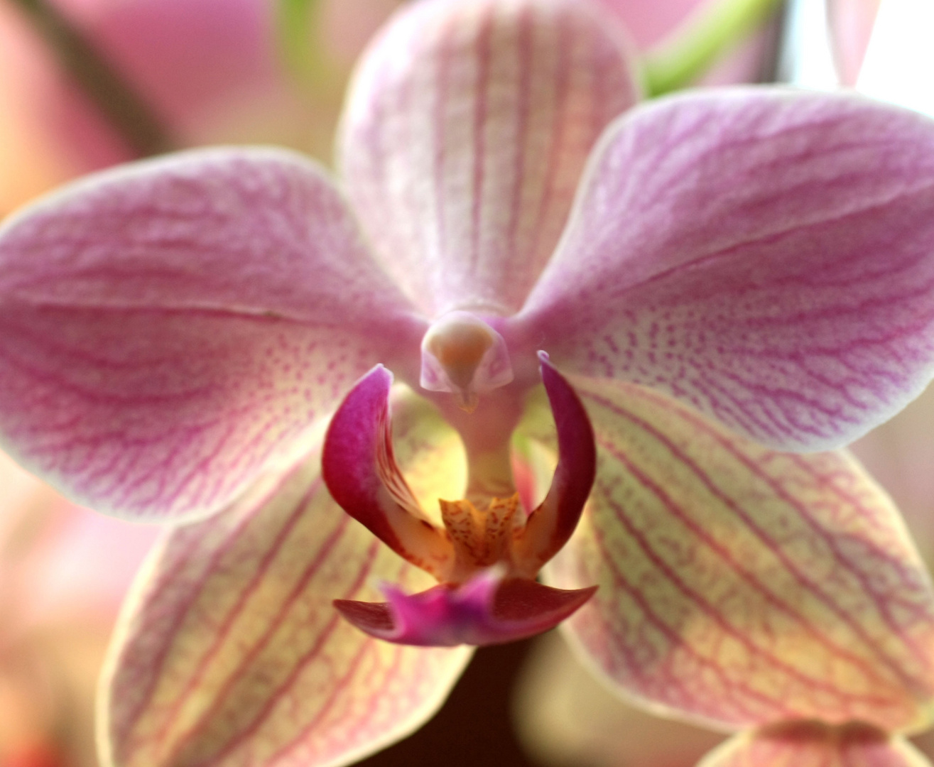 Orchidee 1