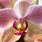 Orchidee 1