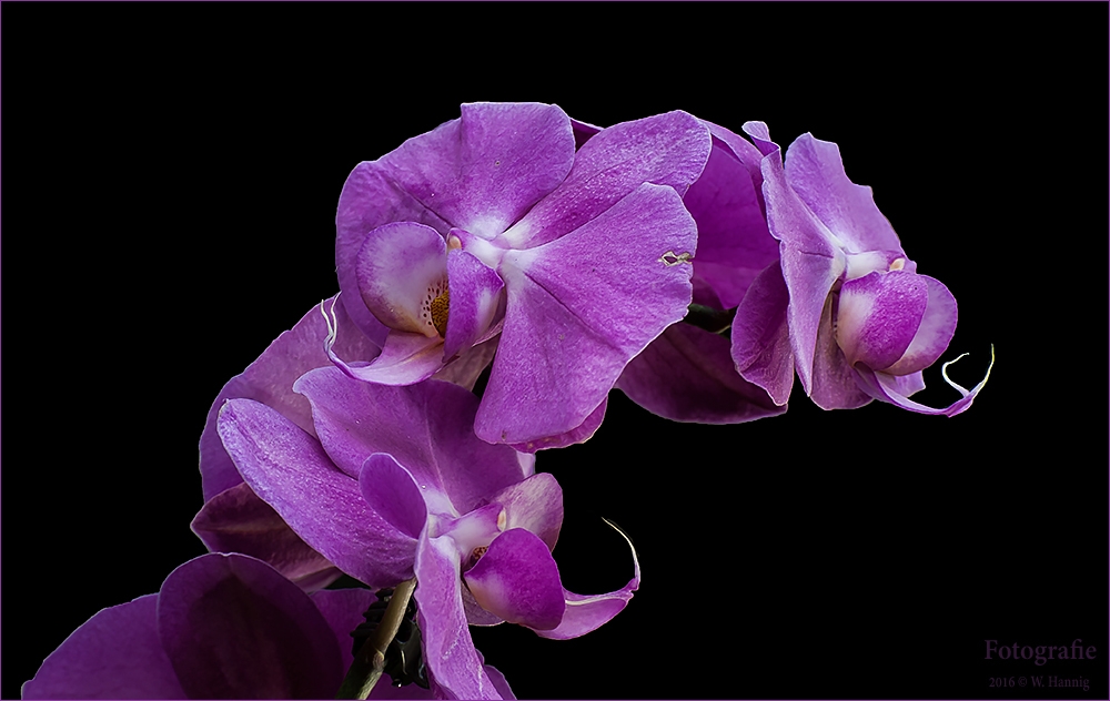 Orchidee 1