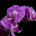 Orchidee 1