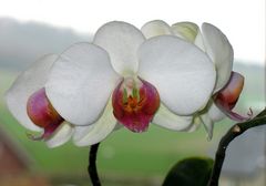 Orchidee 1