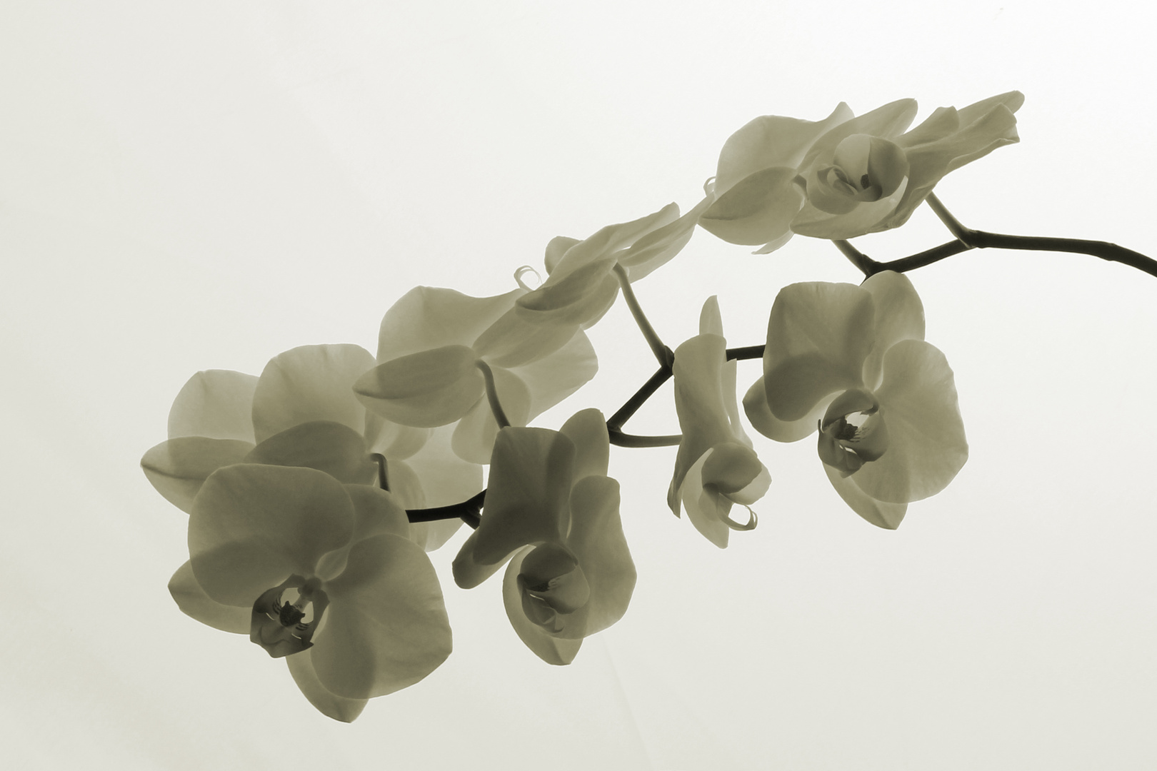 Orchidee 1