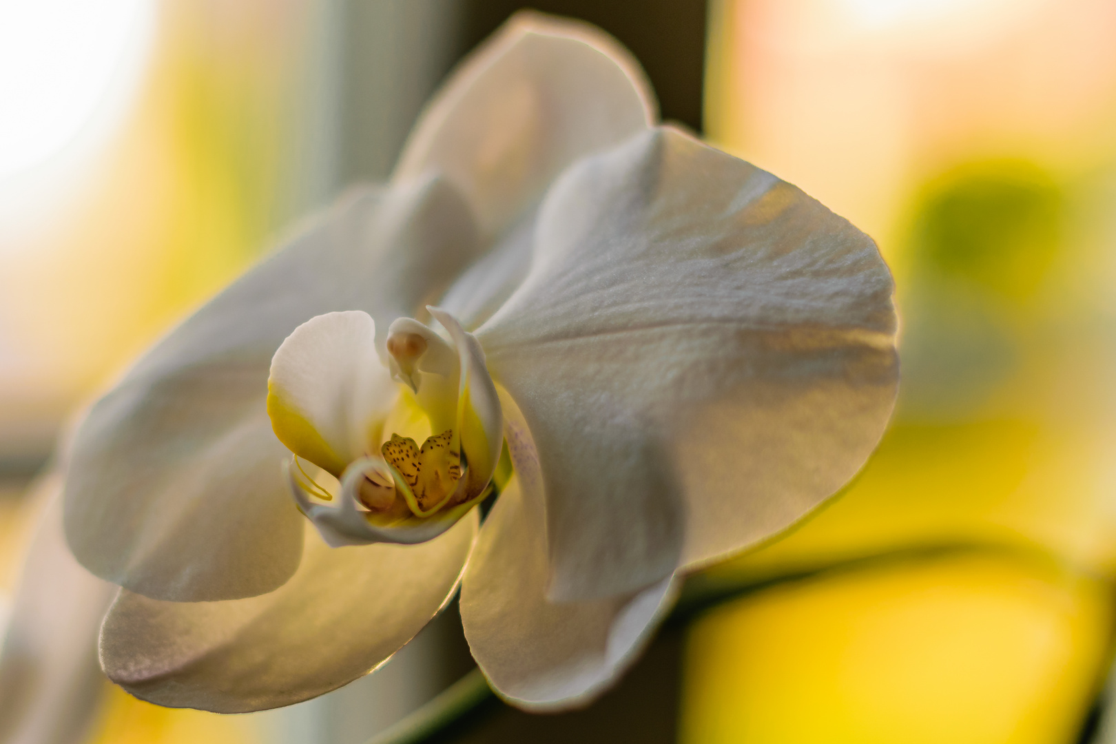 Orchidee 1