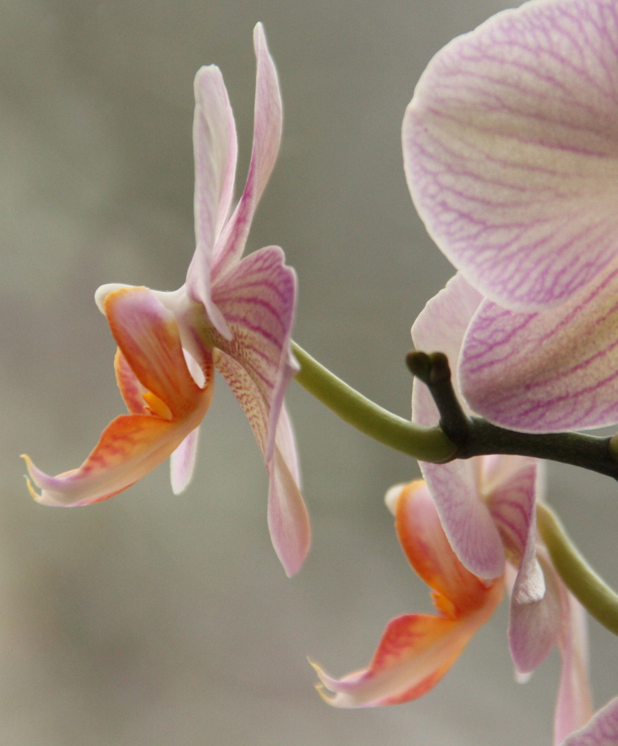 Orchidee 1